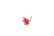 Pick decorativo con peperoncino H13 cm Mercury
