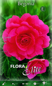 Begonia Double Pink (CONFEZIONE DA 3 BULBI)