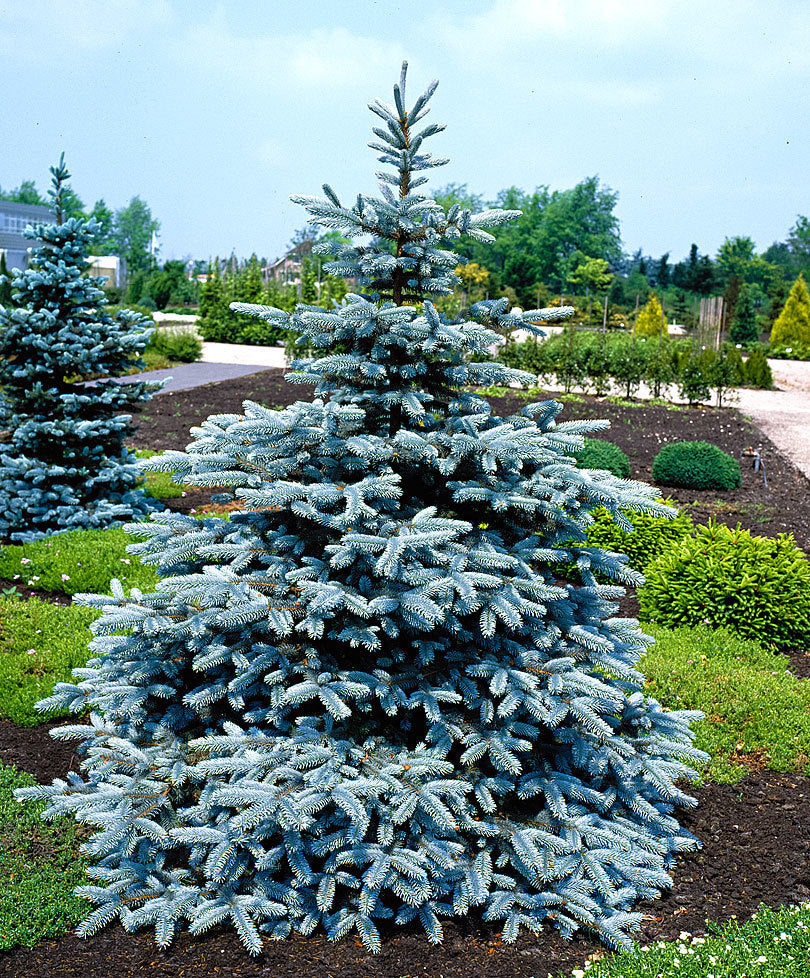 PICEA PINO ARGENTATO IN VASO 32CM CONIFERA NANA