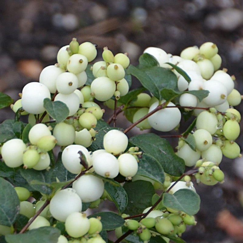 SYMPHORICARPOS ALBERO DELLE PERLE MAGICAL GALAXY VASO DA 23CM