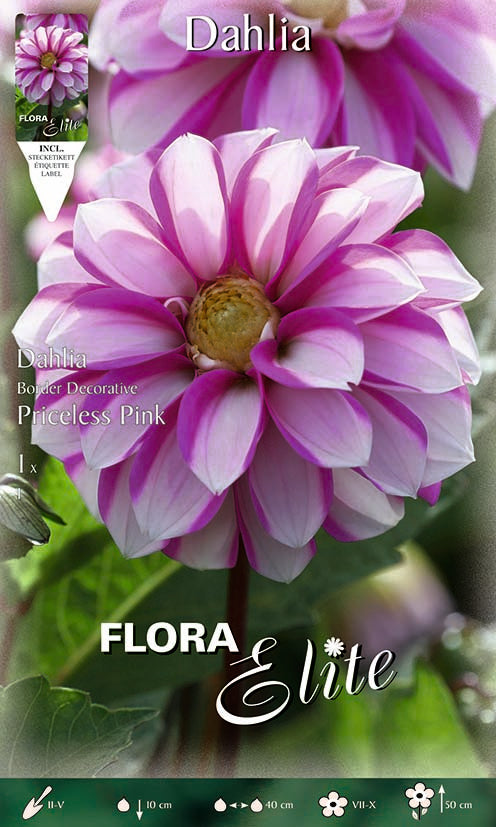 OFFERTA 7 BULBI DAHLIA DA BORDURA PRICELESS PINK