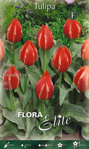 Bulbi di Tulipano Greigii Friendly Fire 10 Bulbi - immagine 1