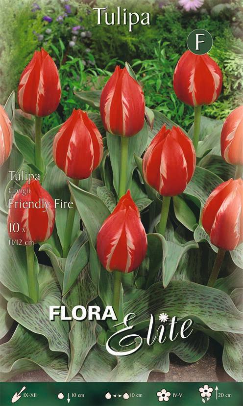 Bulbi di Tulipano Greigii Friendly Fire 10 Bulbi - immagine 1