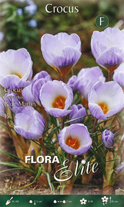 Bulbi di Crocus Chrysanthus Blue Marlin 15 Bulbi - immagine 1