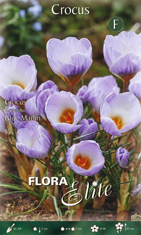Bulbi di Crocus Chrysanthus Blue Marlin 15 Bulbi - immagine 1