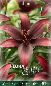 LILIUM ASIATIC BLACKLIST (CONFEZIONE DA 2 BULBI)
