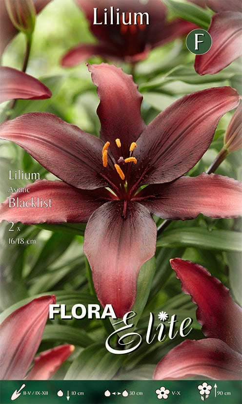 LILIUM ASIATIC BLACKLIST (CONFEZIONE DA 2 BULBI)