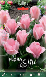 Bulbi di Tulipano Fosteriana Sweet Sixteen Rosa 10 Bulbi - immagine 1