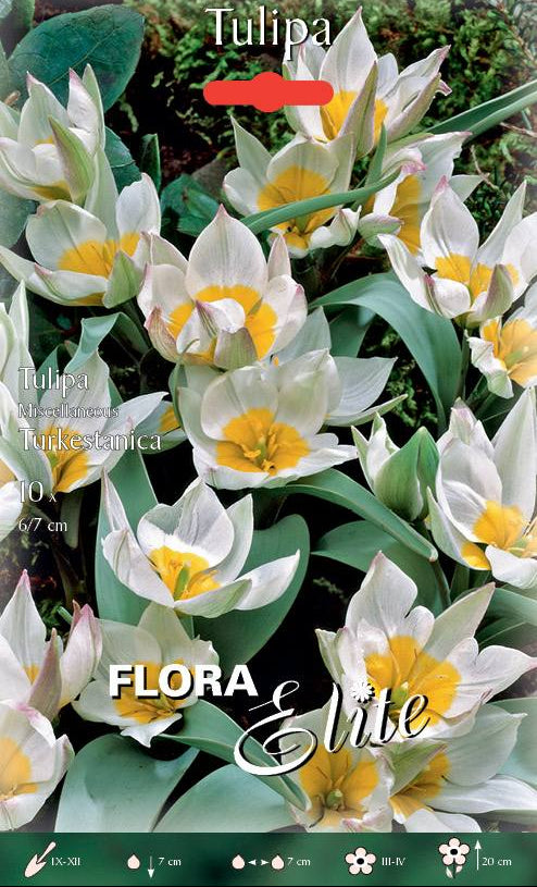 Bulbi di Tulipano Turkestanica 10 Bulbi - immagine 1