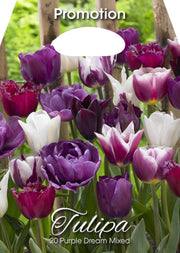 Mix Bulbi di Tulipano Purple Dream 20 Bulbi - immagine 1