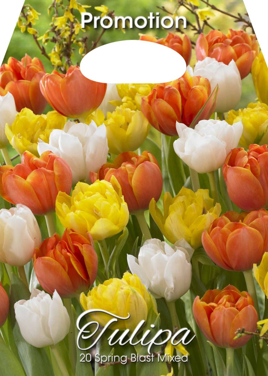 Mix Bulbi di Tulipano Spring Blast 20 Bulbi - immagine 1