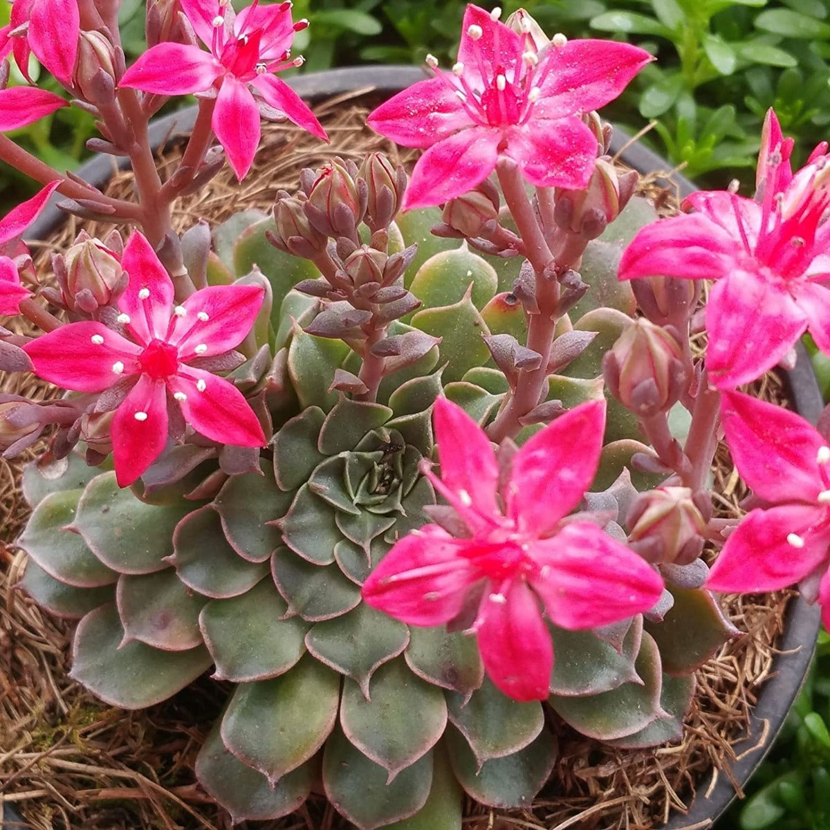 TACITUS GRAPTOPETALUM VASO 8.5CM