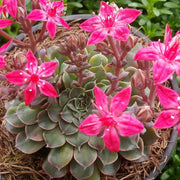 TACITUS GRAPTOPETALUM VASO 8.5CM