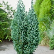 CHAMAECYPARIS LAWSONIANA ELLWOODII VASO 14CM