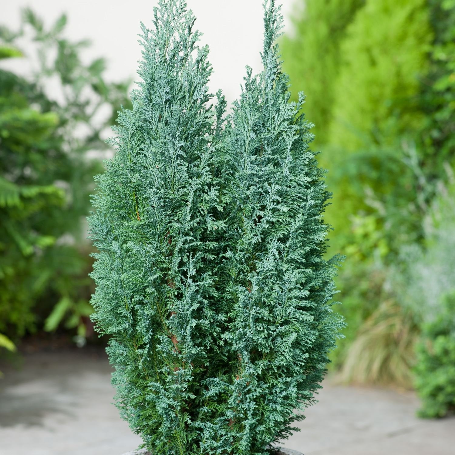 CHAMAECYPARIS LAWSONIANA ELLWOODII VASO 13CM