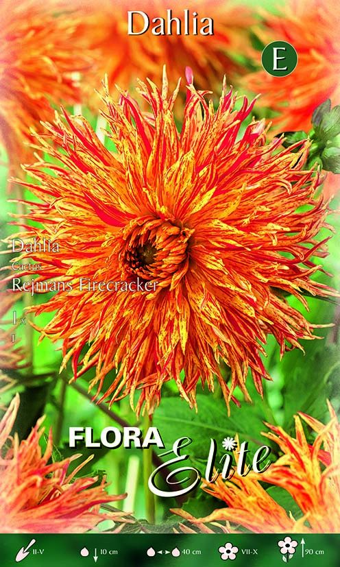 Dahlia Cactus Rejmans Firecracker (1 bulbe)