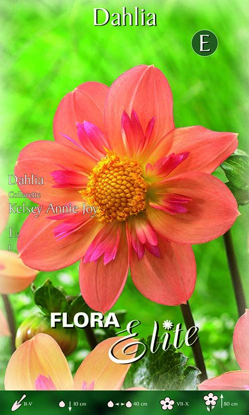 Dahlia Collarette Kelsey Annie Joy (1 bulbe)