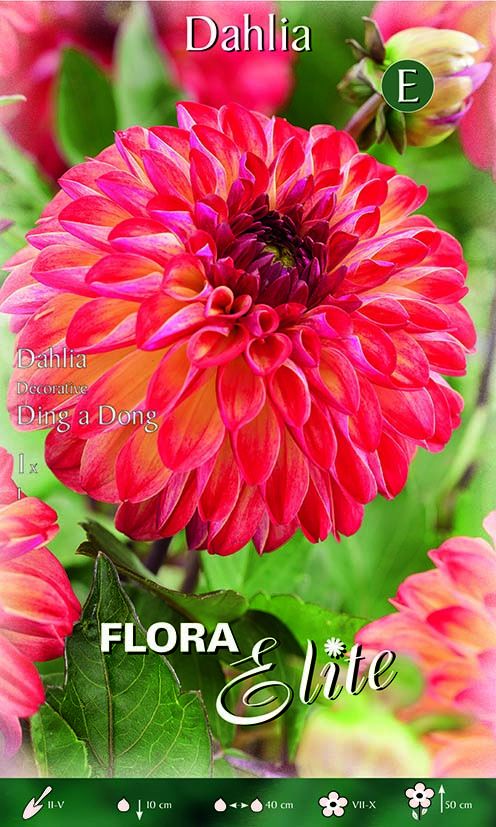 Dahlia décoratif Ding a Dong (paquet de 1 bulbe)
