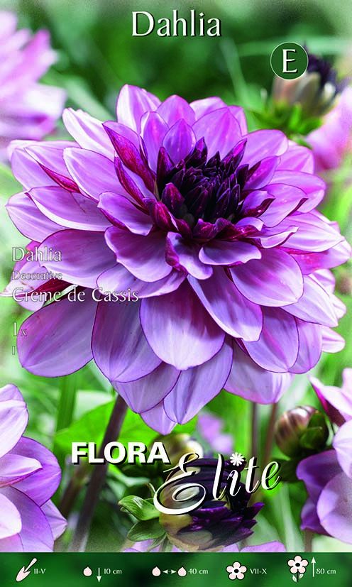 Crème de Cassis décorative Dahlia (1 bulbe)