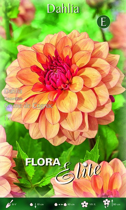 Dahlia décoratif Crème de Cognac (PAQUET DE 1 BULBE)