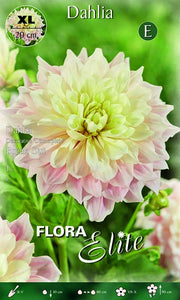 Dahlia décoratif « assiette » Break Out XL (paquet de 1 bulbe)