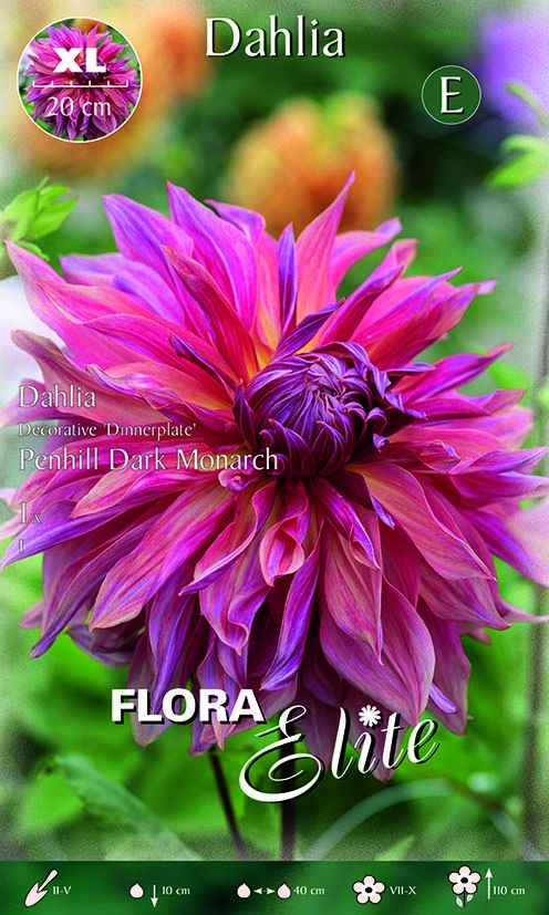 Dahlia décoratif 'Dinnerplate' Penhill Dark Monarch XL (1 bulbe)