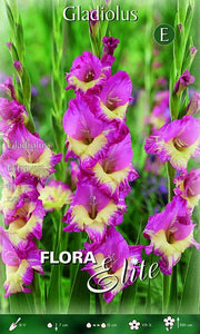 Gladioli Extravert (CONFEZIONE DA 10 BULBI)