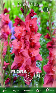 Gladiolenseele (10er-Packung)