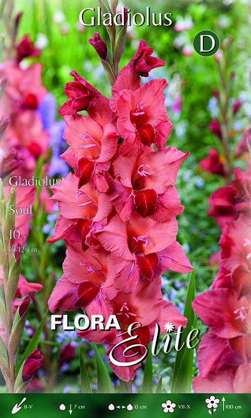 Gladioli Soul (PAQUET DE 10 BULBES)
