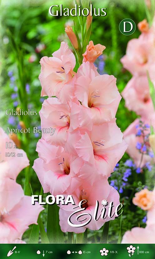 Glaïeuls Apricot Beauty (PAQUET DE 10 BULBES)