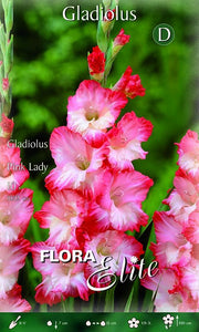 Glaïeuls Pink Lady (paquet de 10 bulbes)