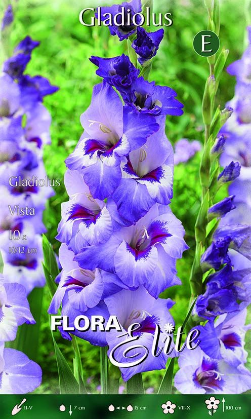 Gladioli Vista (PAQUET DE 10 BULBES)