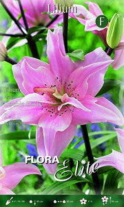 Lilium Giglio Double Elodie (CONFEZIONE DA 2 BULBI)