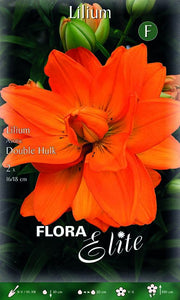 Lilium Giglio Double Hulk (CONFEZIONE DA 2 BULBI)