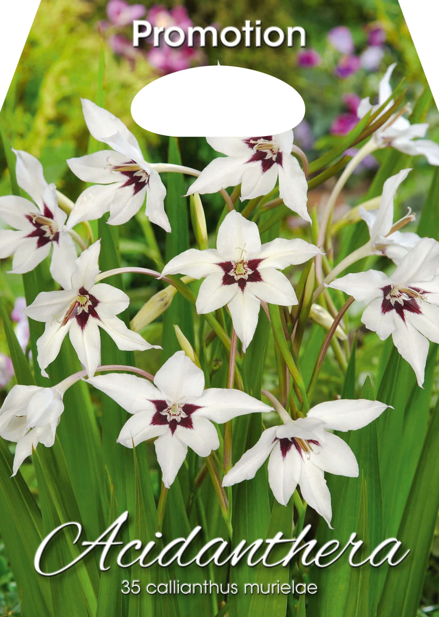 Glaïeuls Acidanthera Callianthus Murielae (LOT DE 35 AMPOULES)