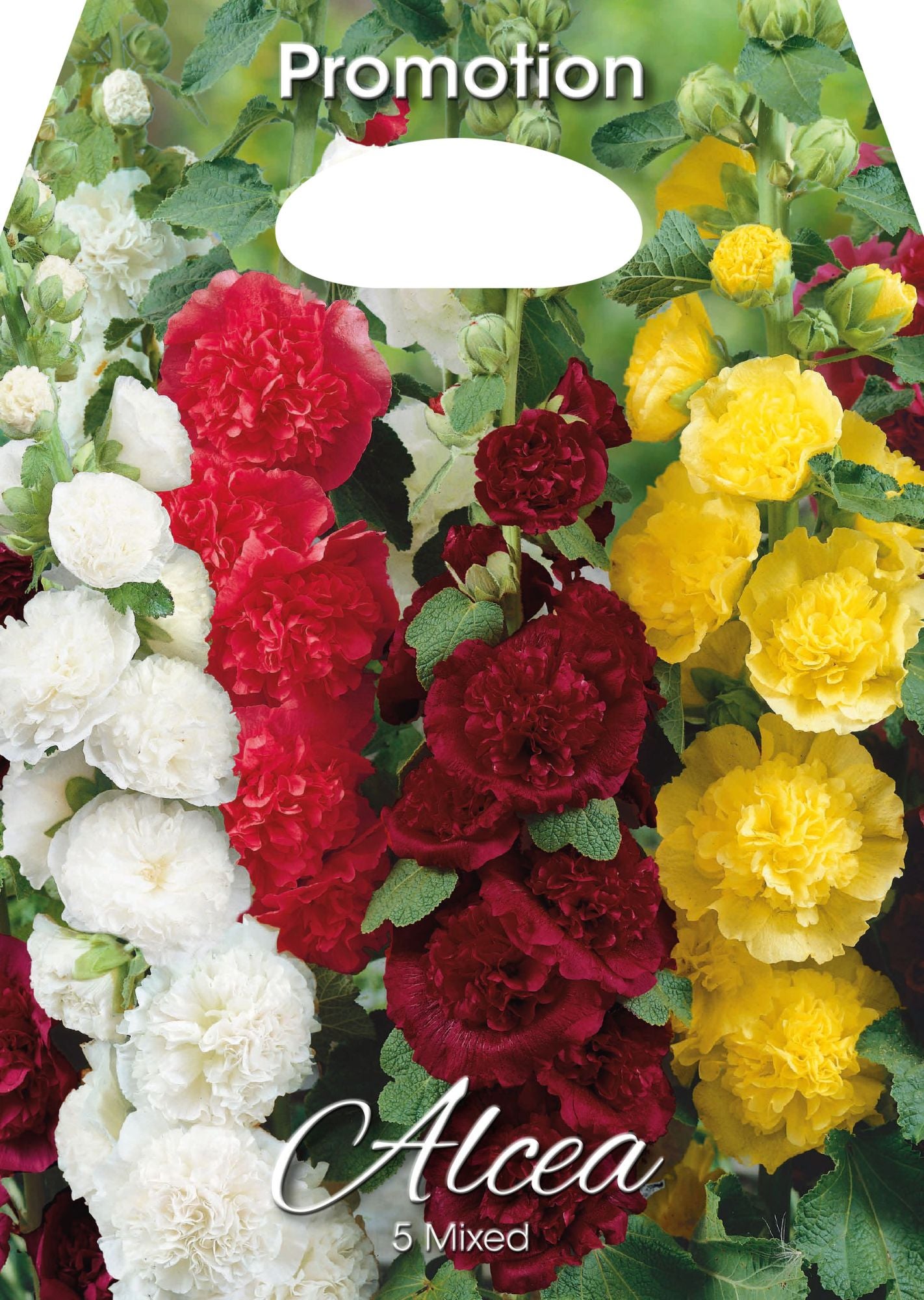 Rose trémière Alcea mélangée (paquet de 5 bulbes)