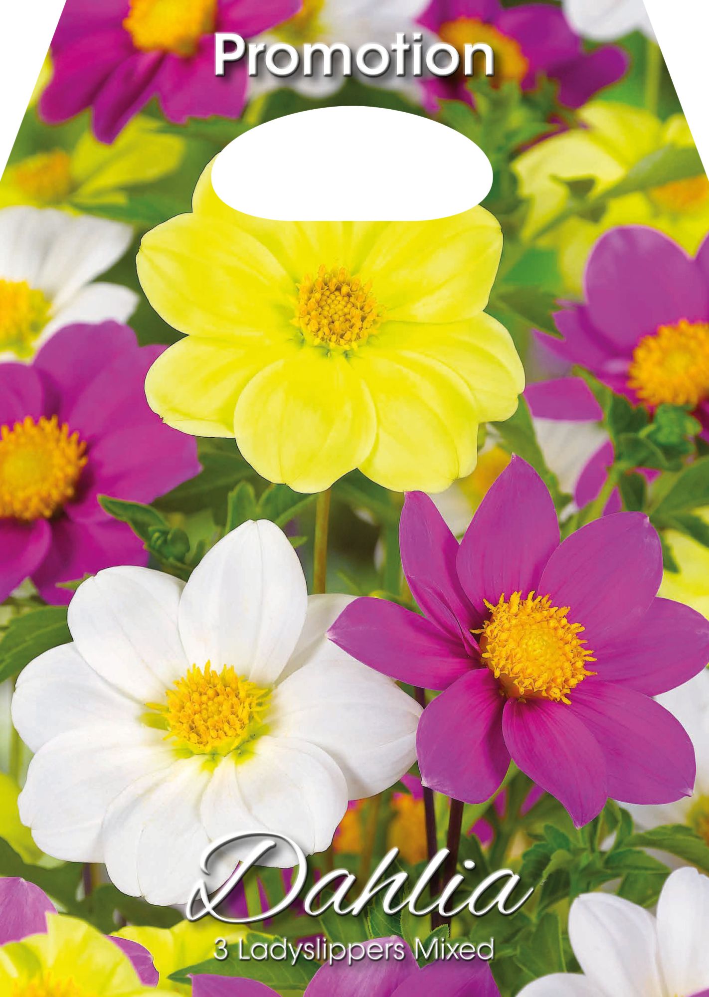Dahlias sabots de Vénus mélangés (paquet de 3 bulbes)