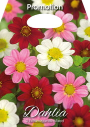 Dahlia Extravaganza Mixed (CONFEZIONE DA 3 BULBI)