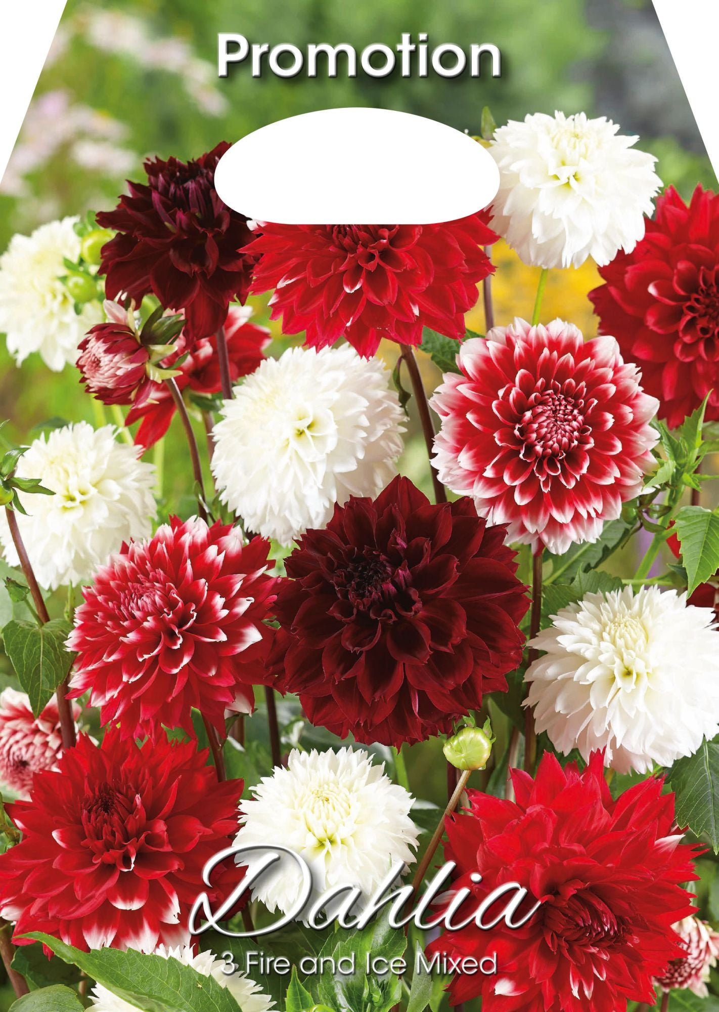 Dahlias Feu et Glace Assortis (Paquet de 3 bulbes)