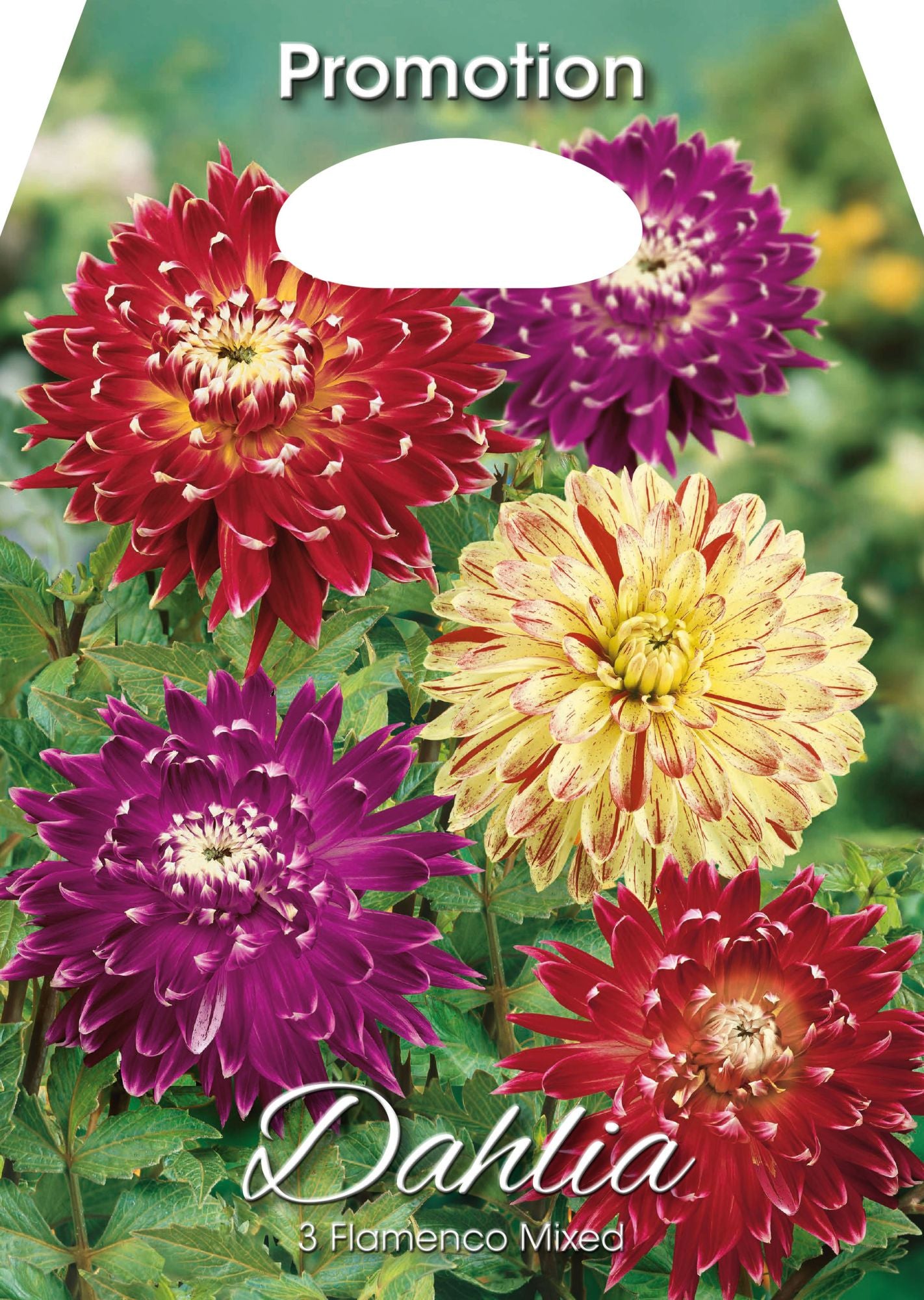 Dahlias Flamenco Mixte (Paquet de 3 bulbes)