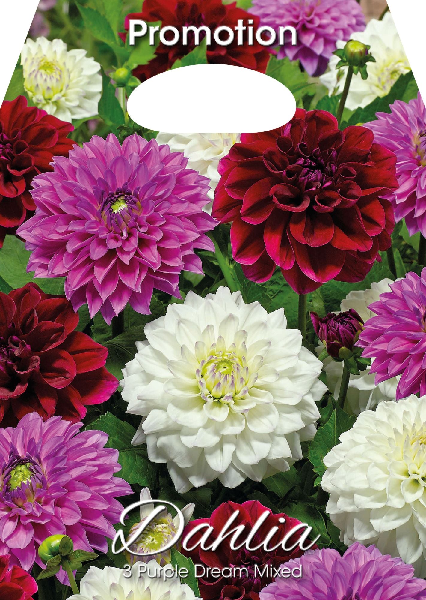 Dahlia Purple Dream Mixte (Paquet de 3 bulbes)