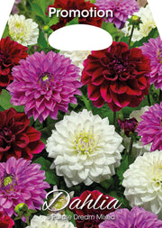 Dahlia Purple Dream Mixte (Paquet de 3 bulbes)