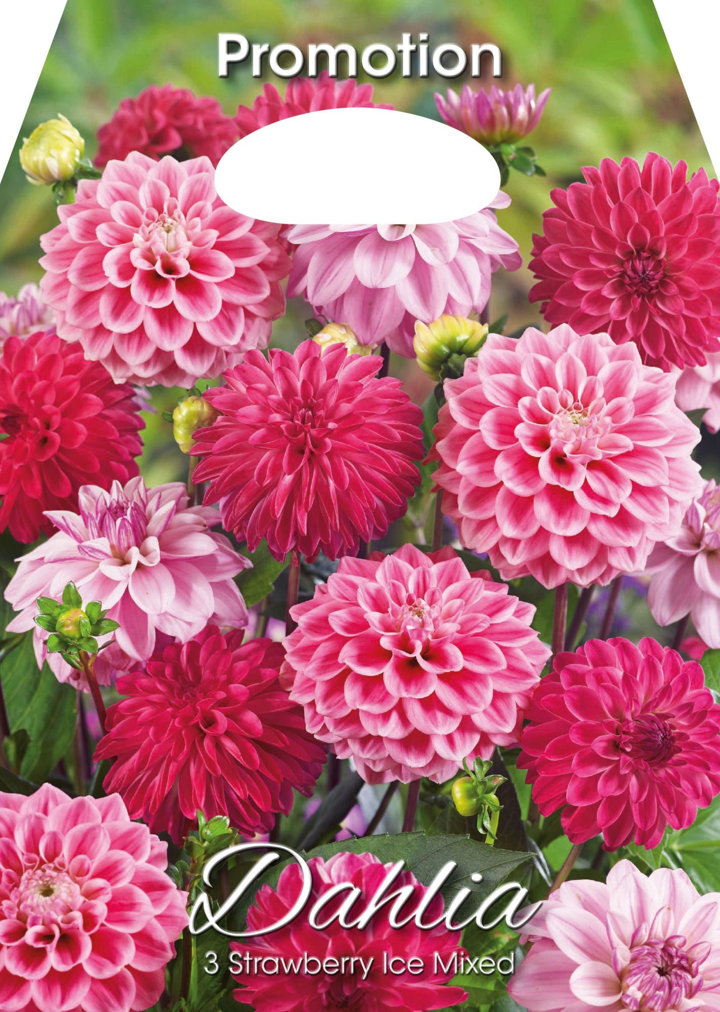 Mélange de bulbes de dahlias à la fraise glacée (paquet de 3)