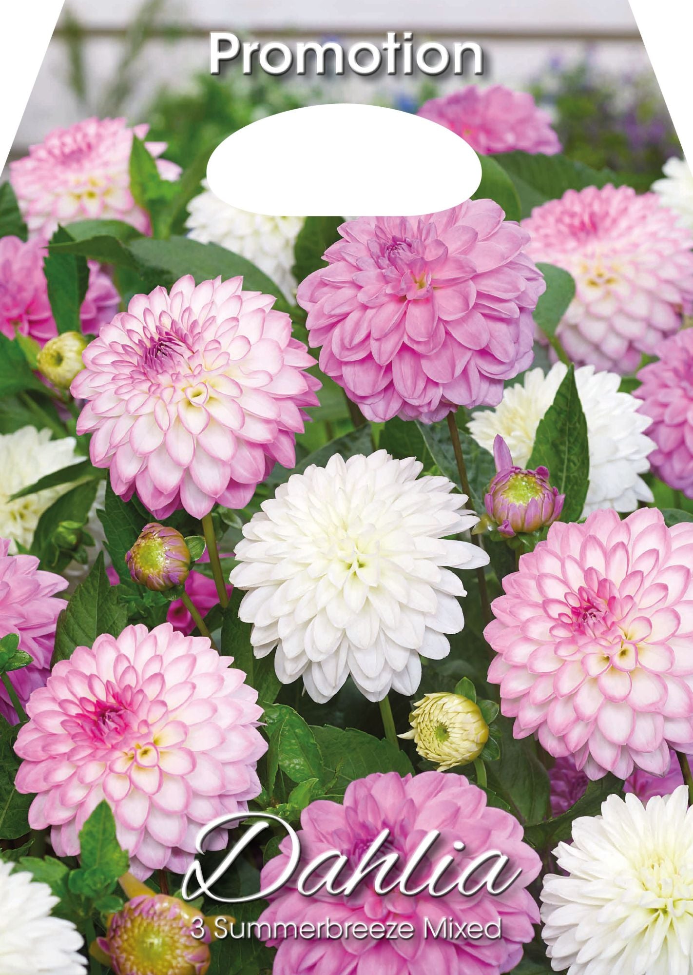Dahlia Summerbreeze Mixte (Paquet de 3 bulbes)