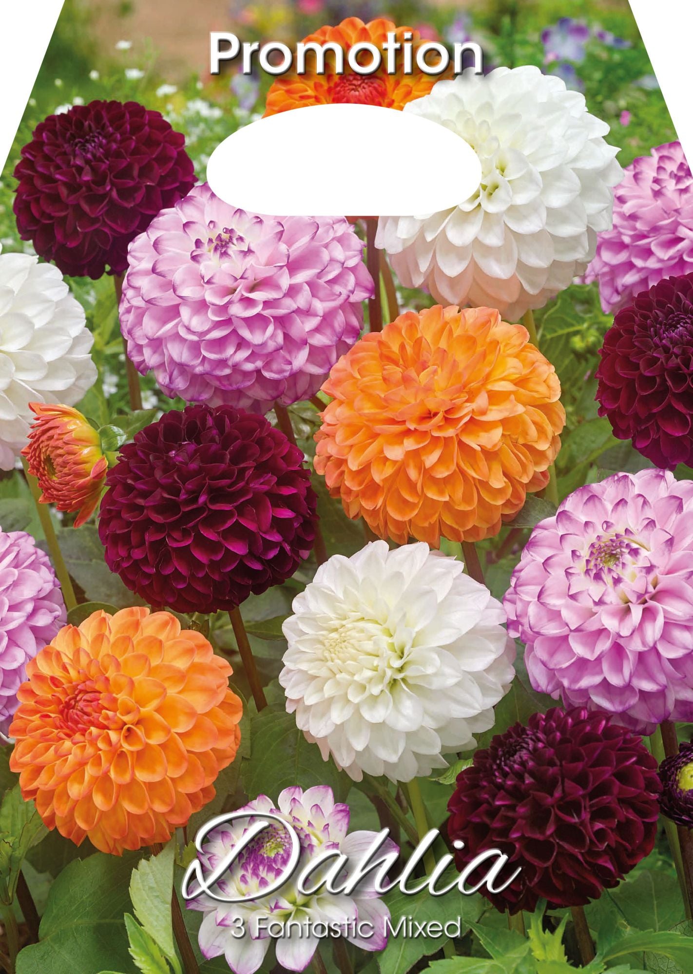 Dahlias Fantastic Mixte (Paquet de 3 bulbes)