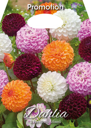 Dahlias Fantastic Mixte (Paquet de 3 bulbes)