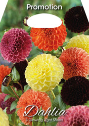 Dahlia Glowing Light Mixed (3er-Pack)