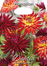 Dahlia Evening Glow Mixte (Paquet de 3 bulbes)