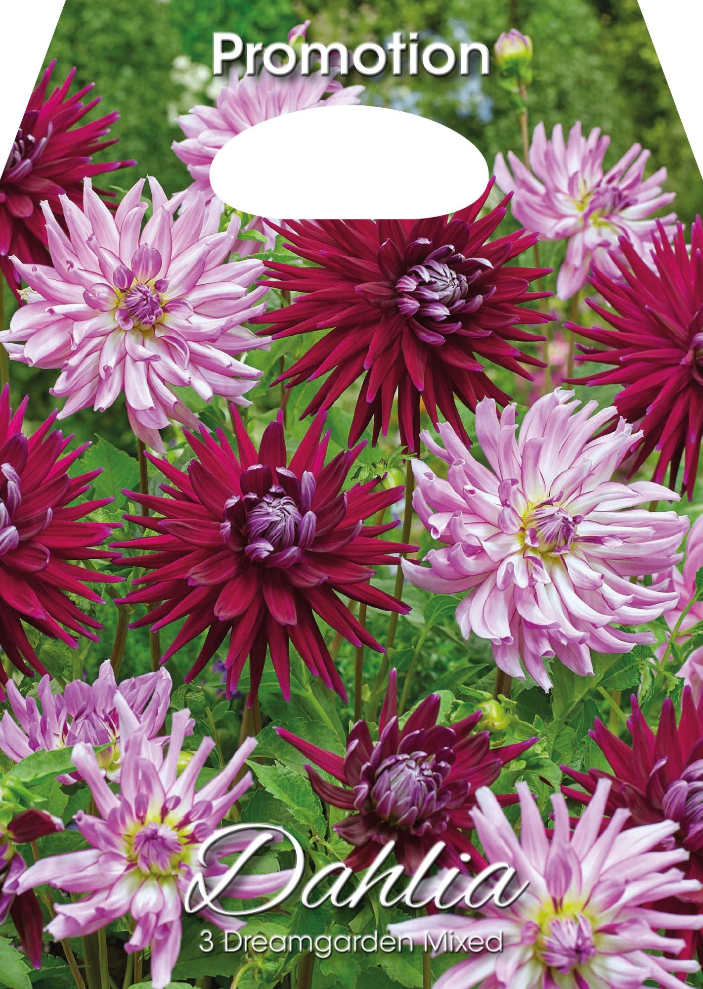 Dahlias Dreamgarden Mixte (Paquet de 3 bulbes)