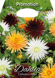 Dahlia Afterglow Mix (3er-Packung)